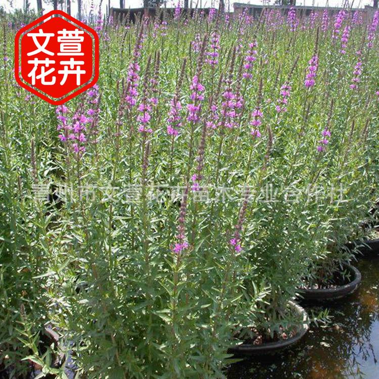 基地供应千屈菜 湿地景观工程水生花卉 湿地湖泊水源净化植物