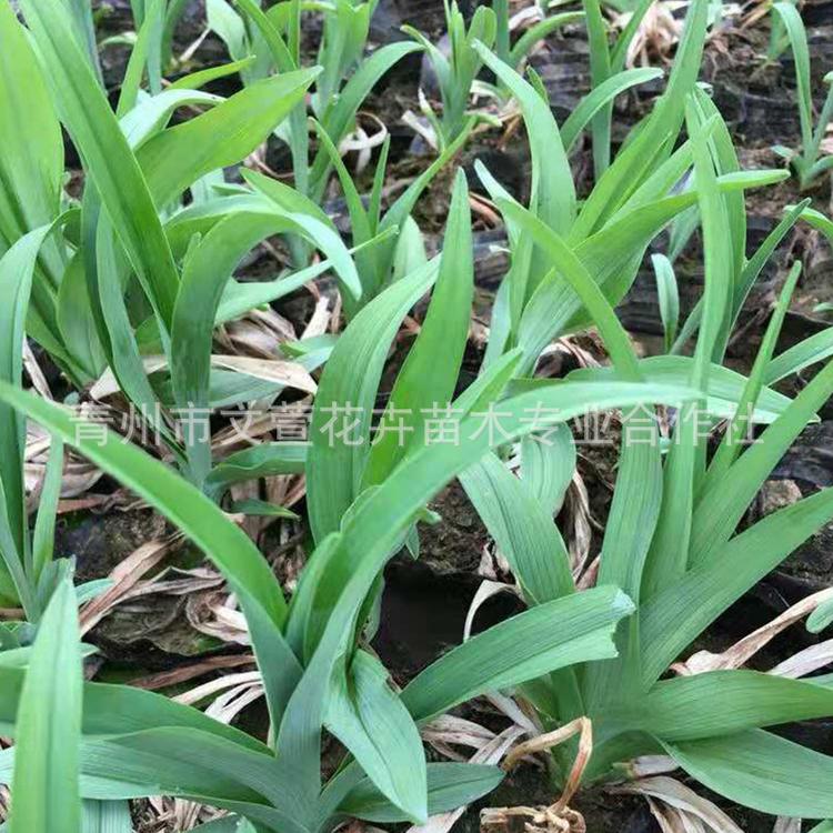 大花萱草金娃娃红宝石萱草带芽花盆栽苗宿根花卉庭院绿化地被植物