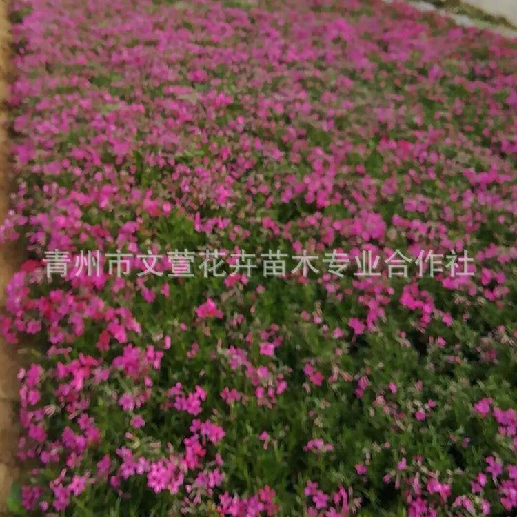 丛生福禄考 芝樱 绿化树苗庭院 盆栽花卉 四季开花