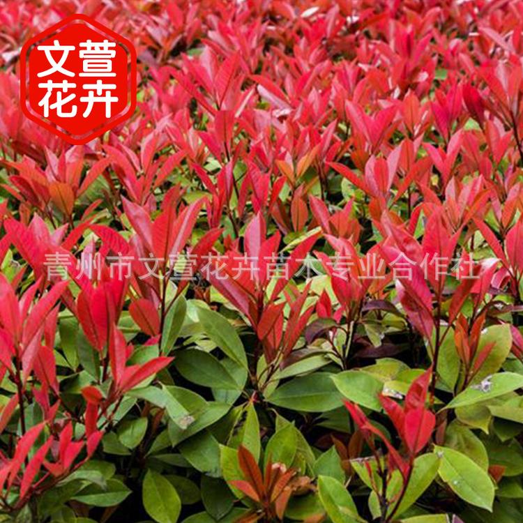基地直销红叶石楠小灌木 工程绿化花木红叶石楠球批发量大优惠