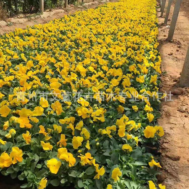 三色堇盆栽 园林绿化供应多色草花花坛  冬季耐寒绿化花卉