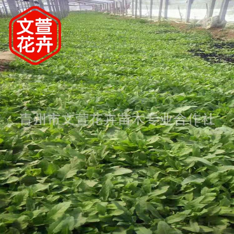 草花鼠尾草 宿根蓝花鼠尾草 花海打造鼠尾草苗大量供应