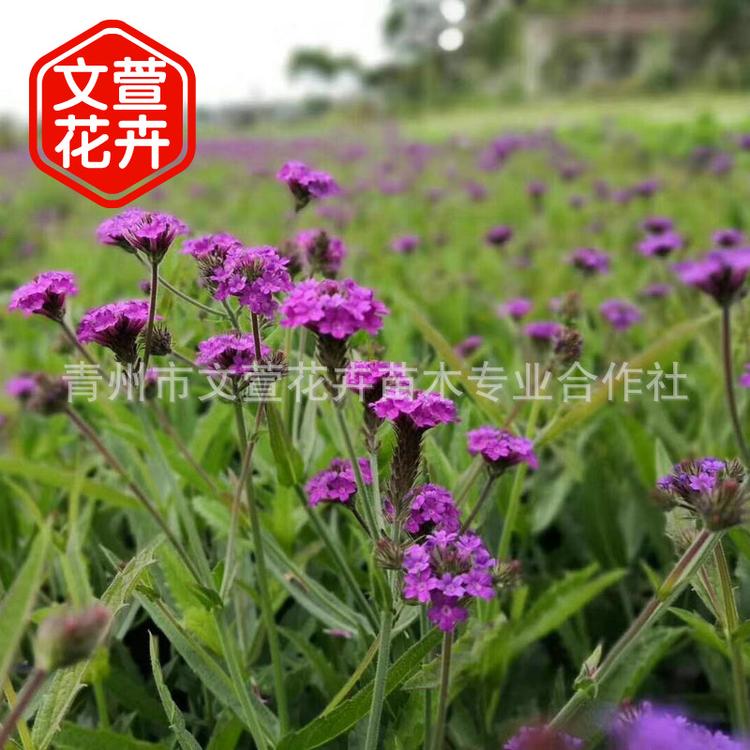 基地供应大量出售 马鞭草 柳叶马鞭草 量大从优马鞭草