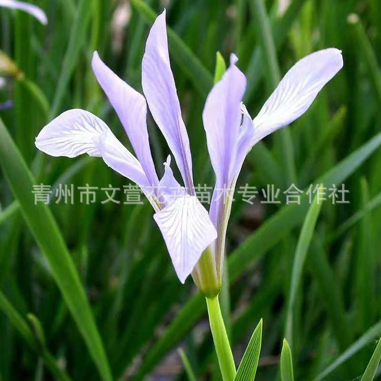 马兰 多年生宿根花卉 根系强生长快 护坡绿化花卉马兰 青州基地