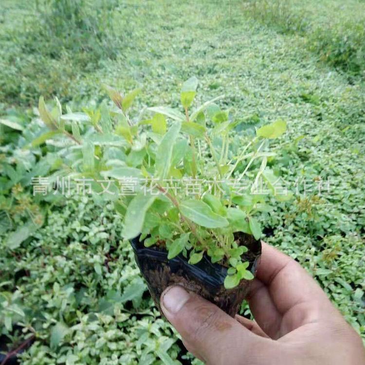 水生基地直销千屈菜 工程水生植物批发配送