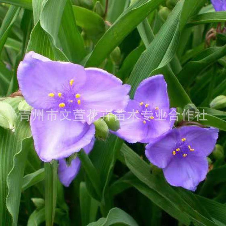 紫露草 地被花卉花期长花多 紫露草蓝色花 昼开夜合清晨开花