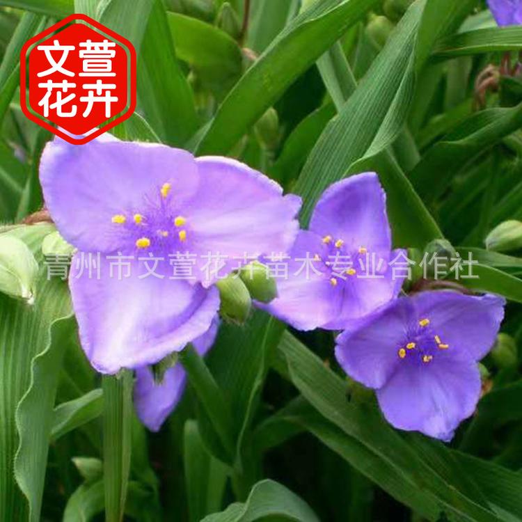 批发紫露草 青州宿根花卉紫露草 盆栽紫露草基地 量大优惠