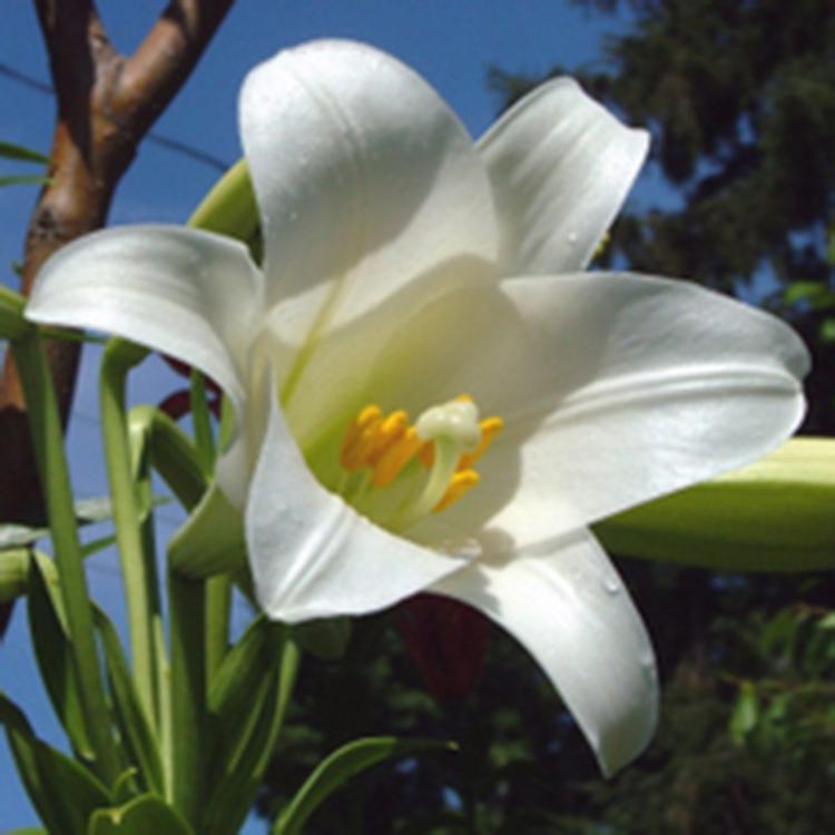 百合鲜花 办公室批发百合花家用鲜花插花 情人节表白