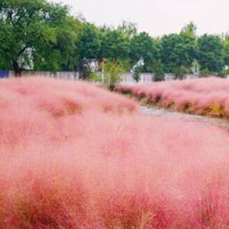 红色喜阳粉黛乱子草植 多年生草本植物园林湿地草本植物 花海景观