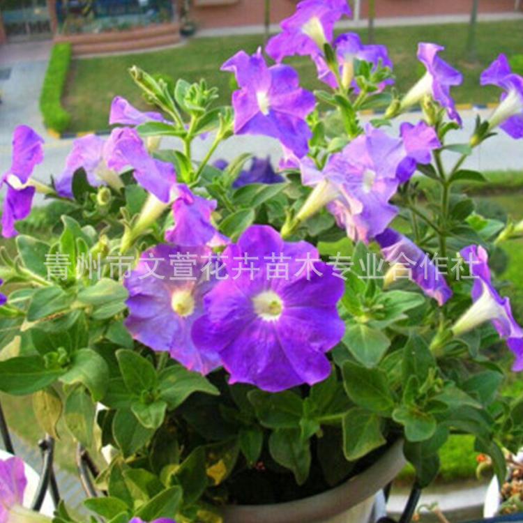 牵牛花 公园绿化垂吊矮牵牛 重瓣喇叭花花海用绿化工程花卉
