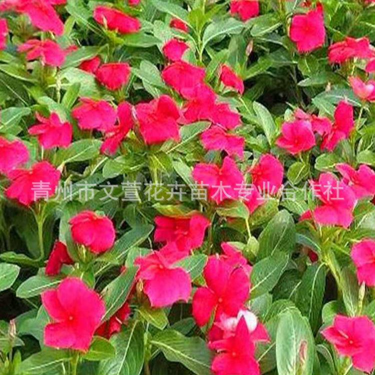 艳丽长春花 市政园林绿化花卉 天天开盆栽批发