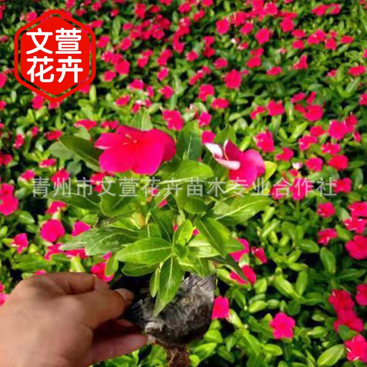 木本草木长春花天天开 花圃直销盆栽长春花 工程绿化花草