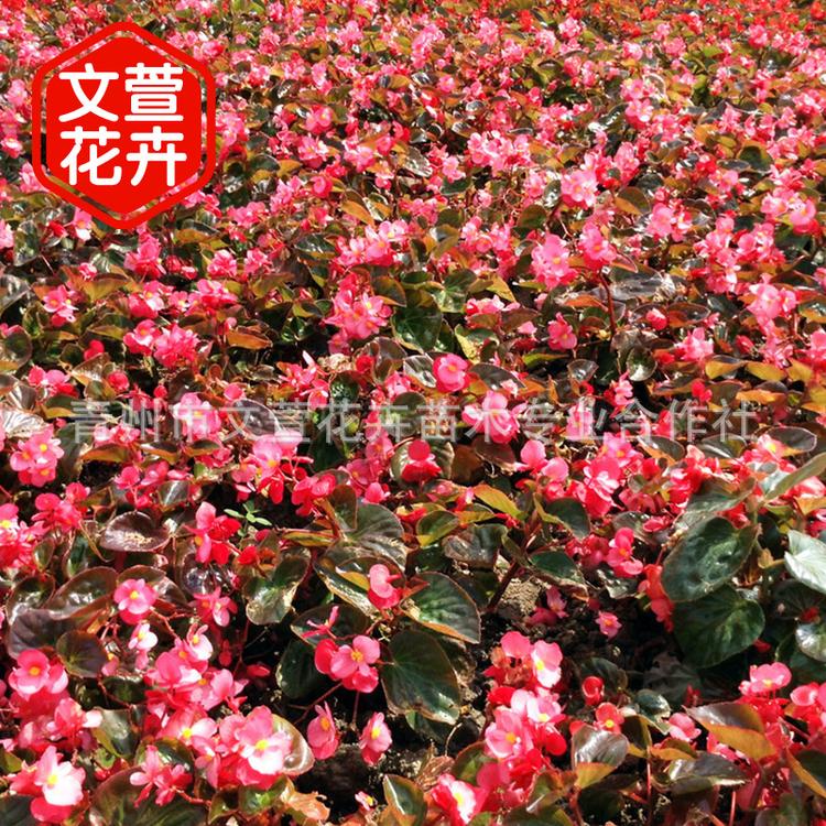 四季海棠 丽格海棠 玫瑰海棠厂家直销 盆栽观赏植物海棠花