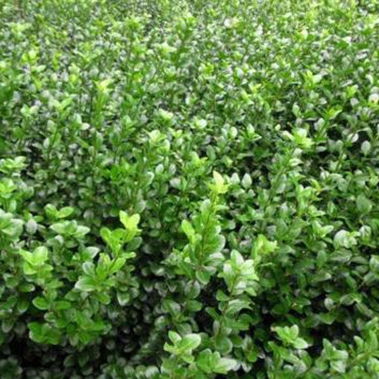 围墙篱笆植物大叶北海道黄杨苗冬青树苗四季常青耐寒庭院绿篱树苗