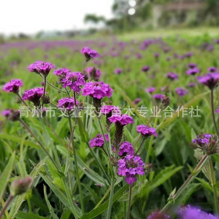宿根花卉基地直销 柳叶马鞭草 观赏型紫色花海景观工程植被