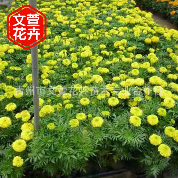 青州厂家直销 万寿菊 花卉种植种植 宿根花卉批发 价格优惠