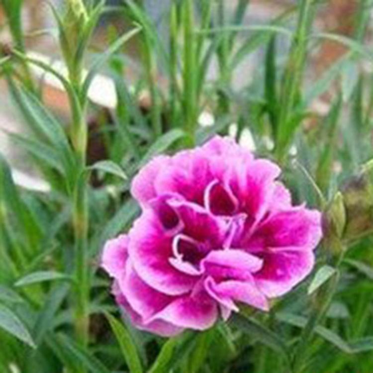 多色康乃馨 感恩节花束 母亲节七夕节创意礼物