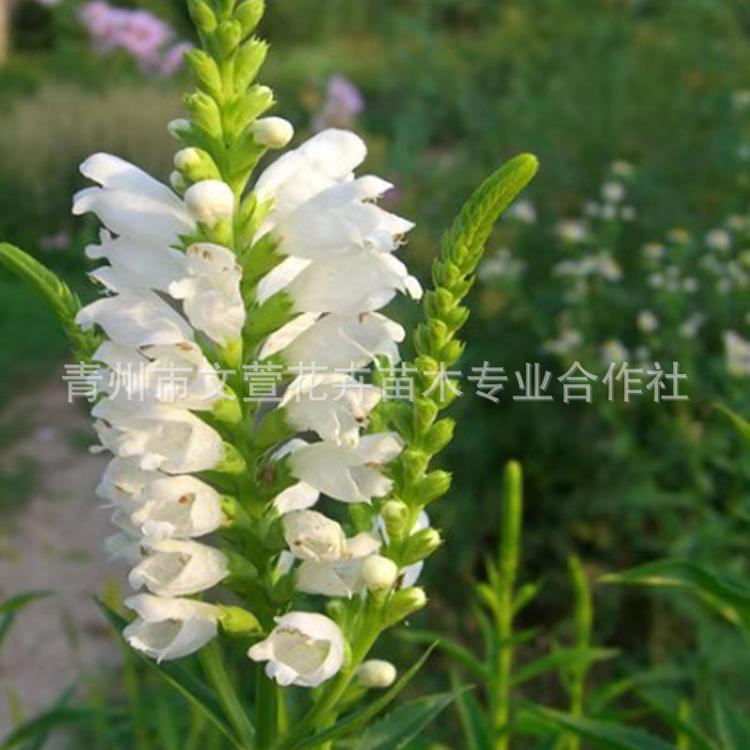 芝麻花 假龙头 绿化花海多年生耐寒耐热 宿根花卉