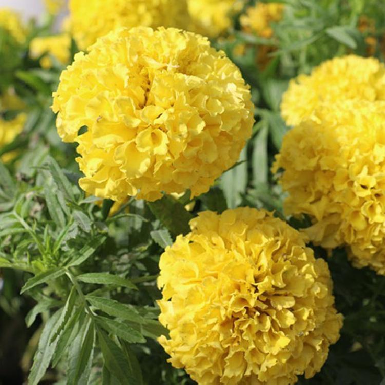 万寿菊 园林绿化花卉观花植物盆栽花长期供应