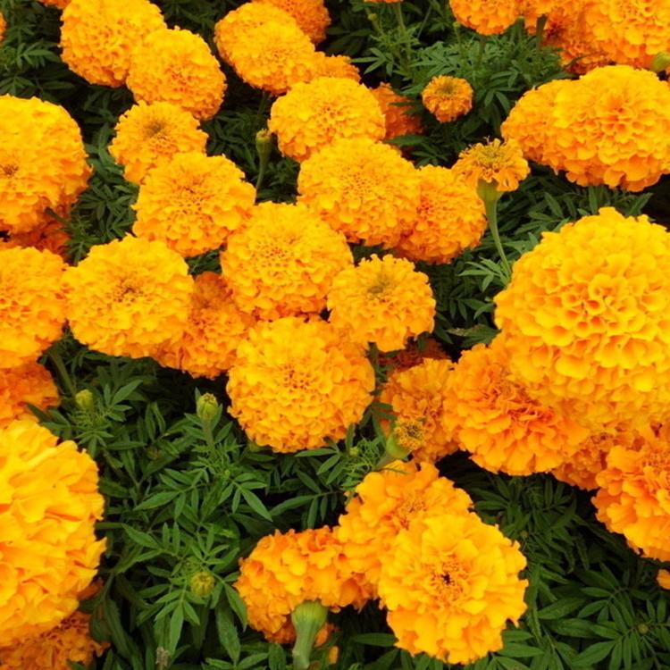 青州花卉基地直销盆栽孔雀草 国庆租摆花海建设观赏花草 量大从优