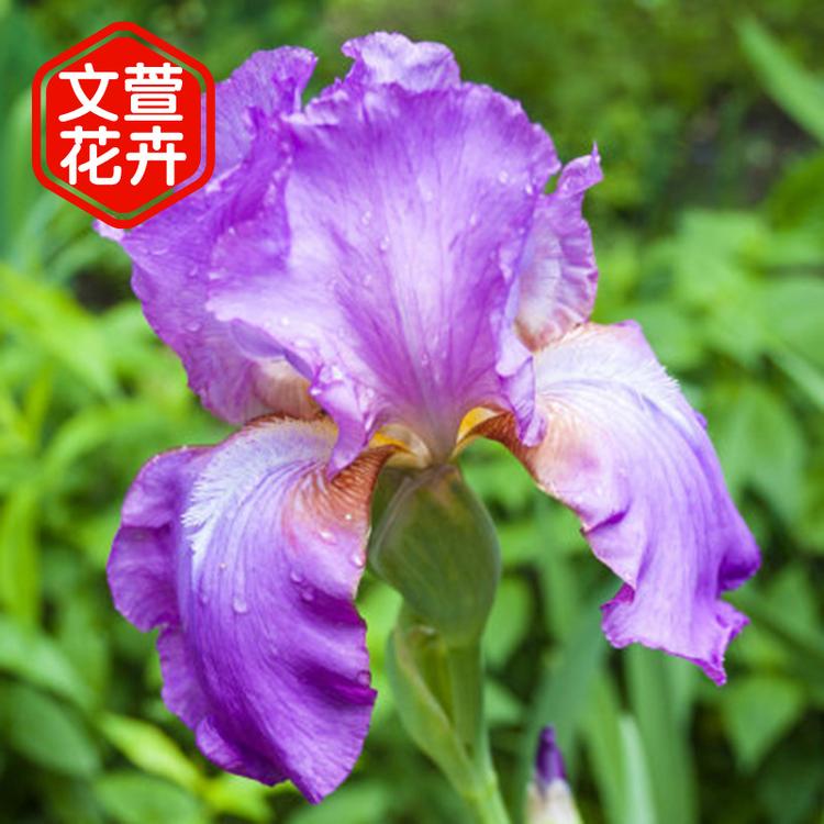 青州基地直销水生植物鸢尾花 湖泊池塘水体净化绿植 观赏花卉
