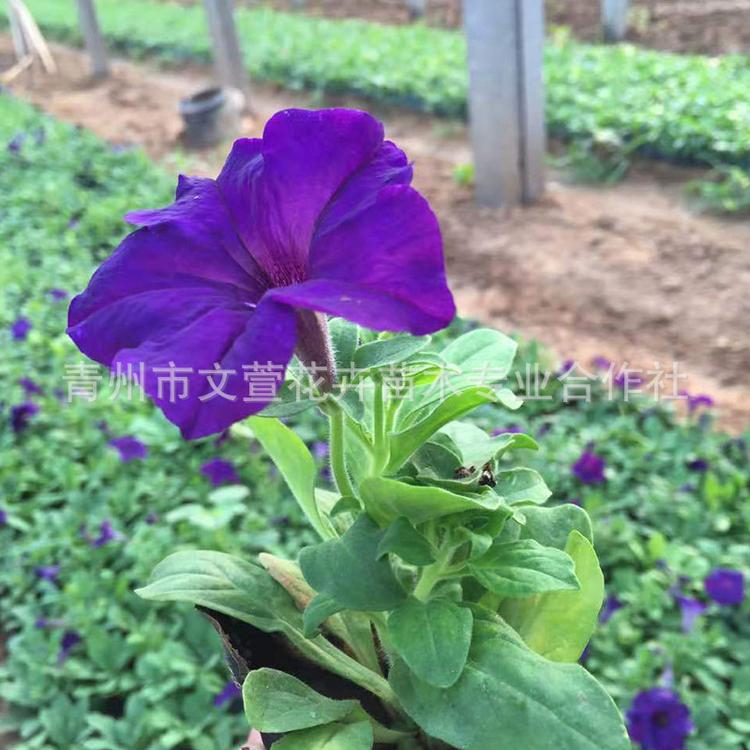 矮牵牛盆栽带花室外阳台庭院四季花卉垂吊牵牛花花苗绿植盆景
