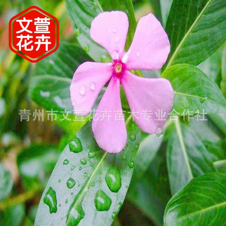 盆栽长春花天天开 庭院种植市政绿化观赏植物 青州花卉基地直销