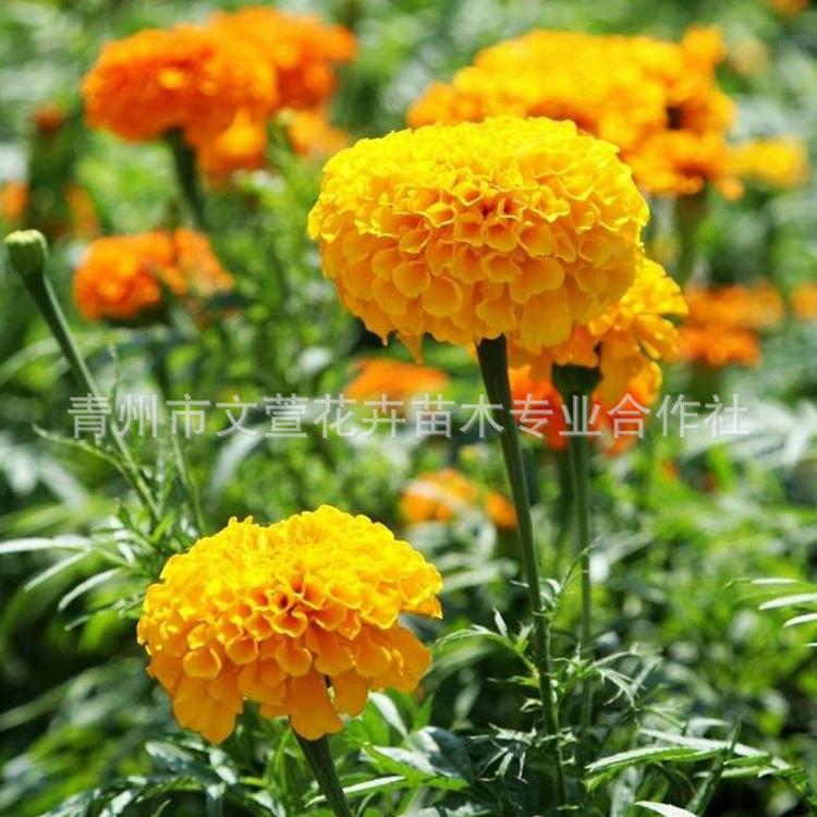 万寿菊 青州花卉基地直销 国庆租摆公园绿化观赏花卉 量大从优