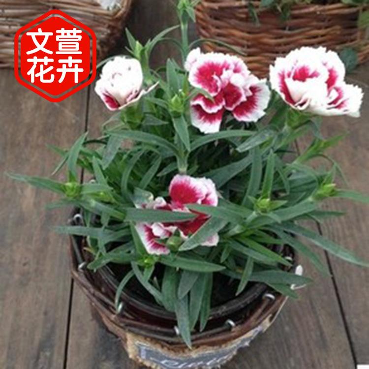批发盆栽康乃馨 母亲节情人节切花植物办公桌摆件 鲜花康乃馨