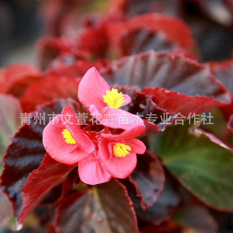 海棠花 耐寒花卉盆栽绿植 四季开花植物室内观花绿植庭院四季海棠