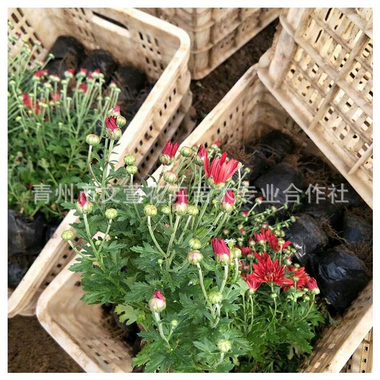 菊花苗 地被菊 国庆菊大苗 花卉植物绿植盆栽 花色鲜艳 大量供应