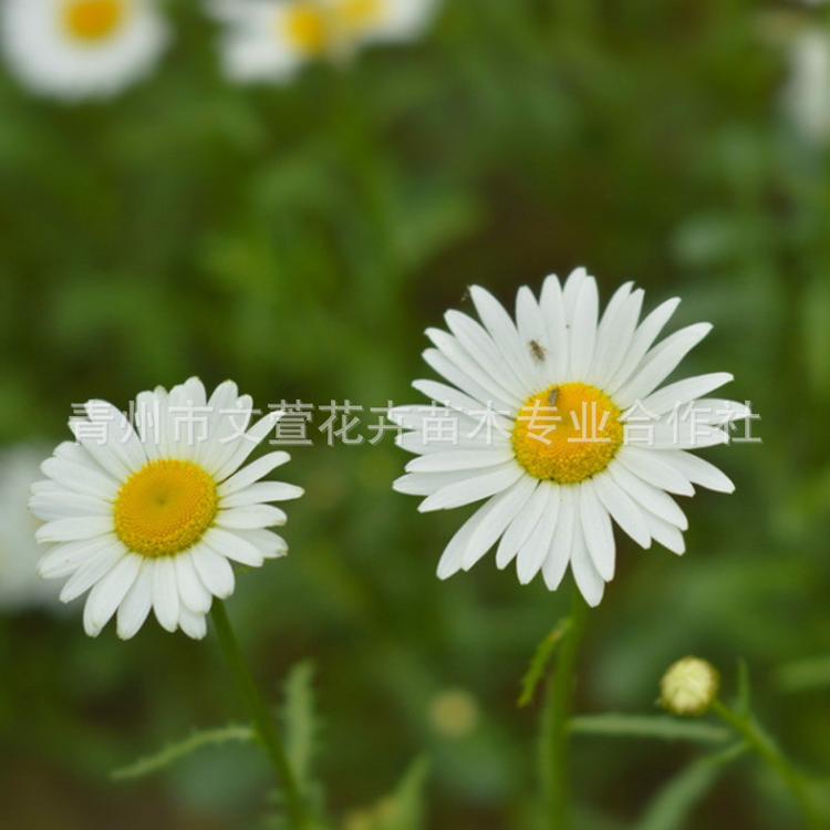 混搭小雏菊鲜切花 青州基地直供文艺小青年家居插花