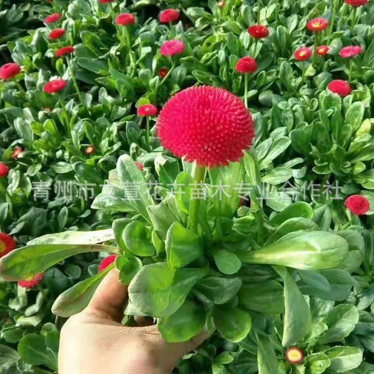 雏菊 田园秋色小野菊 家居装饰摆件摄影道具雏菊