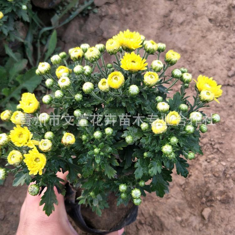 节庆观赏租摆花卉国庆菊 千头菊 青州花圃基地自产自销 量大从优