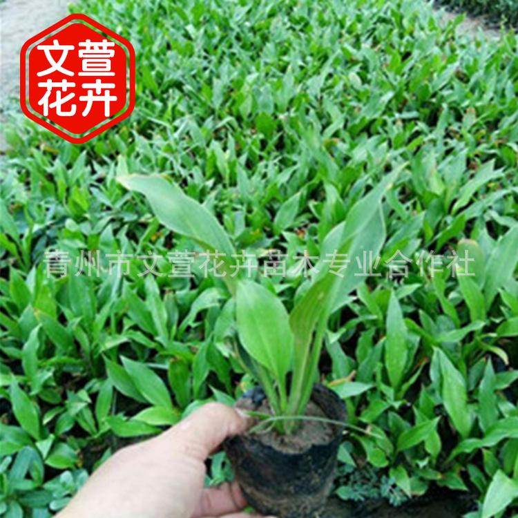 供应金边玉簪杯苗 宿根地被植物 紫花玉簪小苗批发