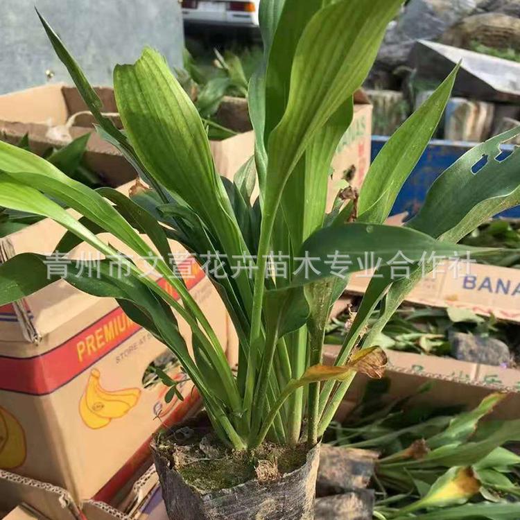 紫花玉簪宿根 花卉阳台庭院盆栽 耐寒喜阴基地直销