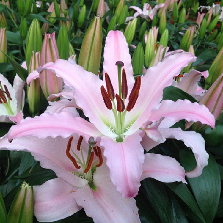 鲜花百合 花卉基地直销盆栽百合 情人节表白切花植物