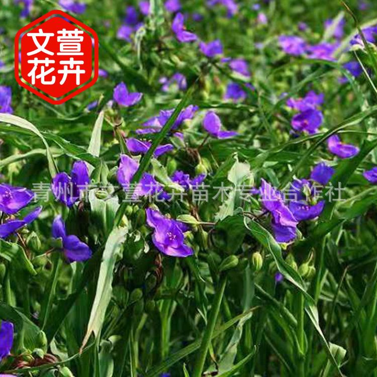 紫露草 宿根植物 草花基地直销 多年生草本植物 紫鸭趾草 紫叶草