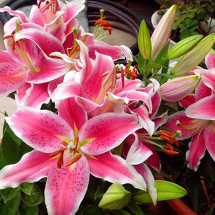 百合花束 家庭办公酒店装饰鲜花 家用水养办公室插花