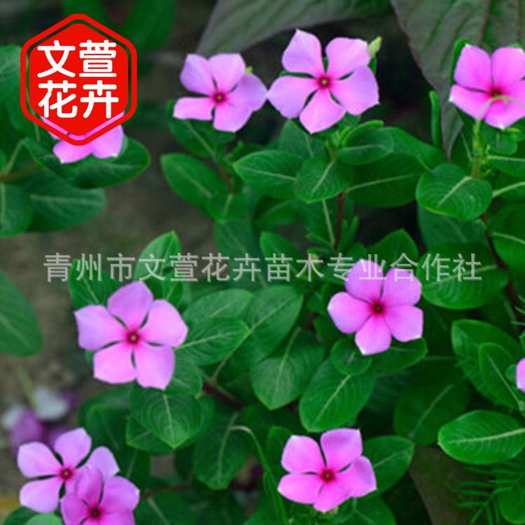 青州基地厂家直销 长春花 宿根批发 品质保证 花卉种植种植