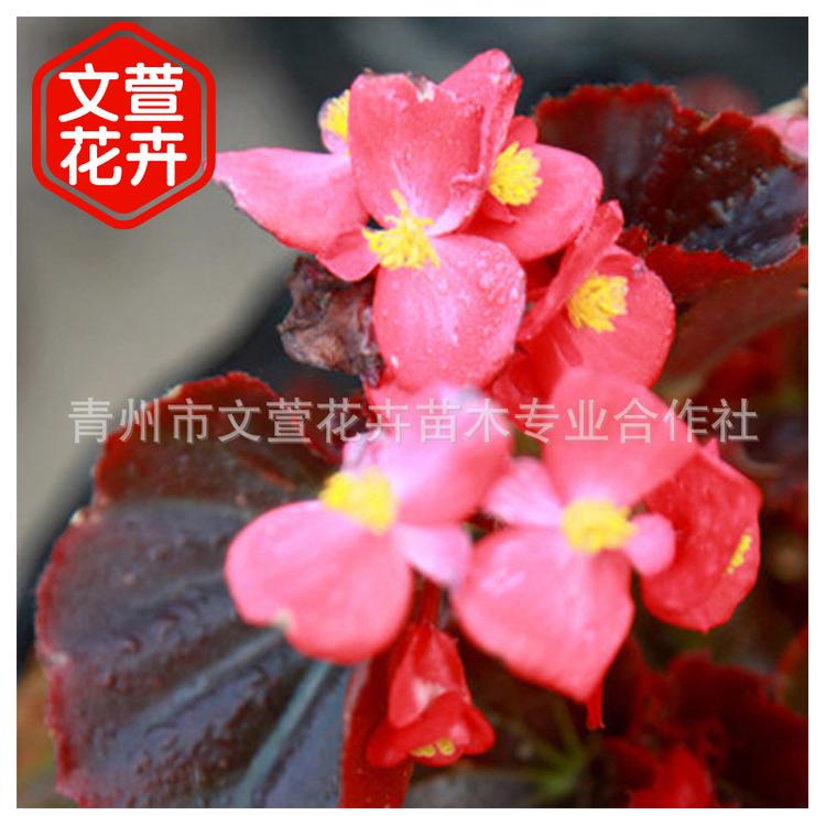 盆栽海棠花 四季海棠 丽格海棠 四季开花阳台室内养殖盆栽花卉