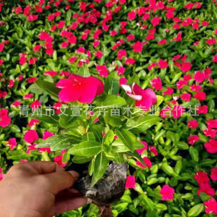 长春花盆栽 天天开 四季开花 室内桌面观花花卉植物
