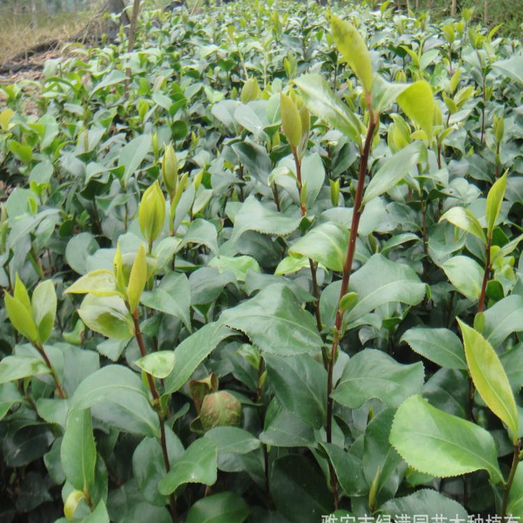 茶花苗批发直销 绿化苗量大从优