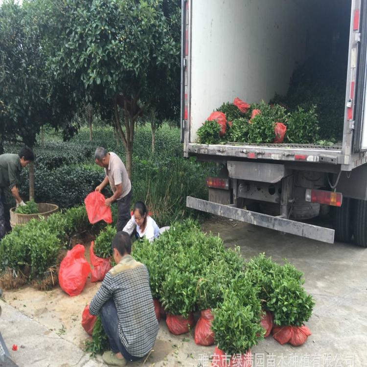 福鼎大白茶 茶花苗 雅安市茶苗批发销售