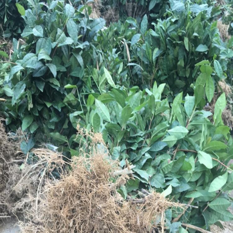 福选9号 福鼎大白茶 茶苗直销