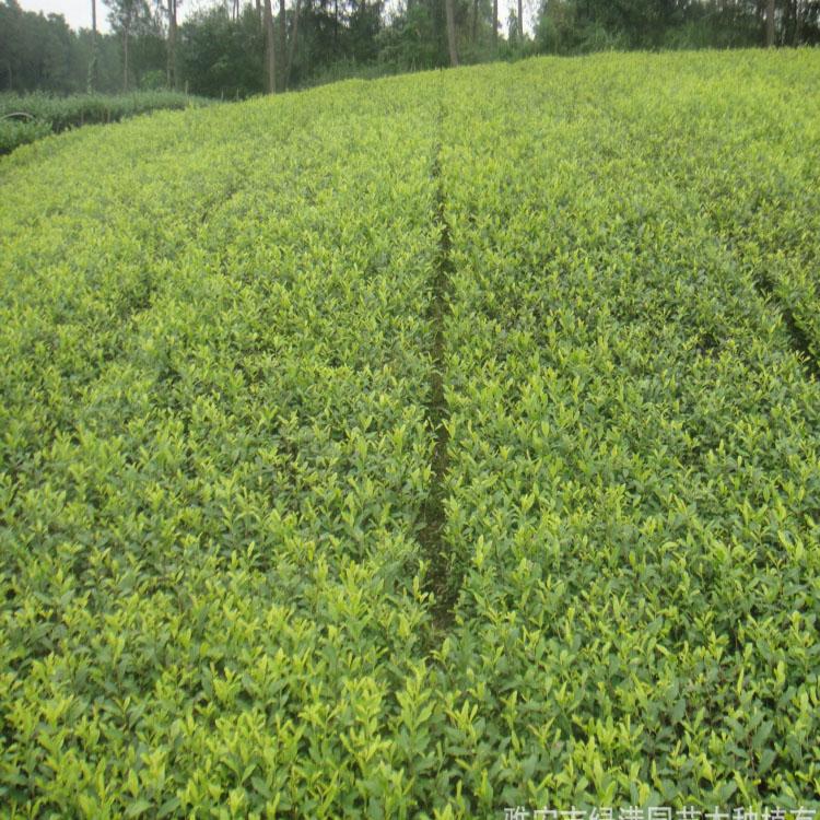 黄金芽茶苗  中黄1号茶苗 中黄2号茶苗雅安茶苗批发
