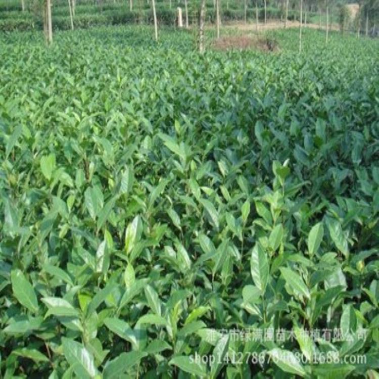 苗场茶苗批发 安吉白茶 早茶苗 福鼎大白茶苗 茶苗种植基地