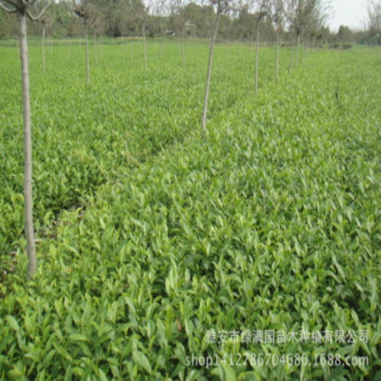 茶苗  安吉白茶 川农黄芽 早茶苗 福鼎大白茶苗 茶苗批发商