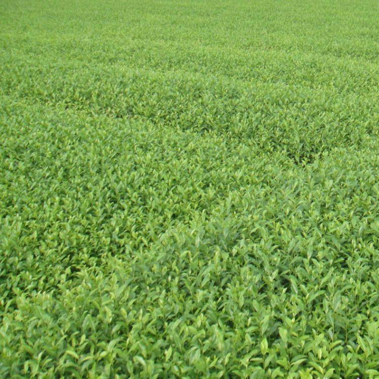 茶苗 茶苗价格 福鼎大白茶 福选4号 福选9号