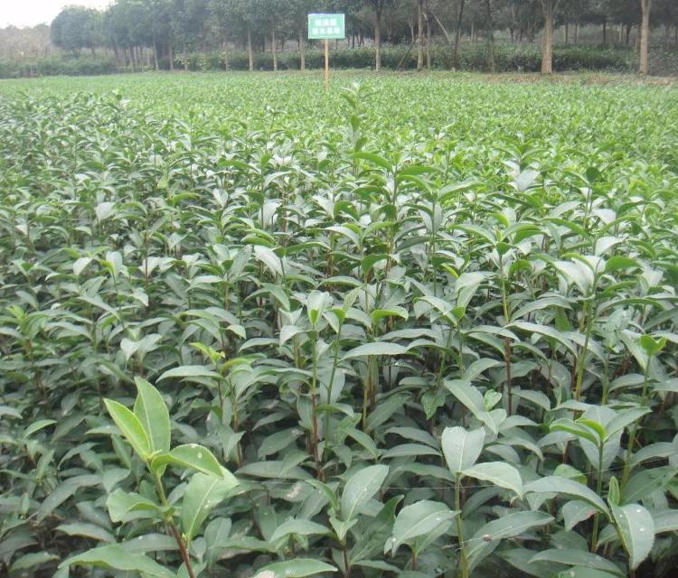 梅占茶苗  软枝乌龙茶苗 大量茶叶苗批发
